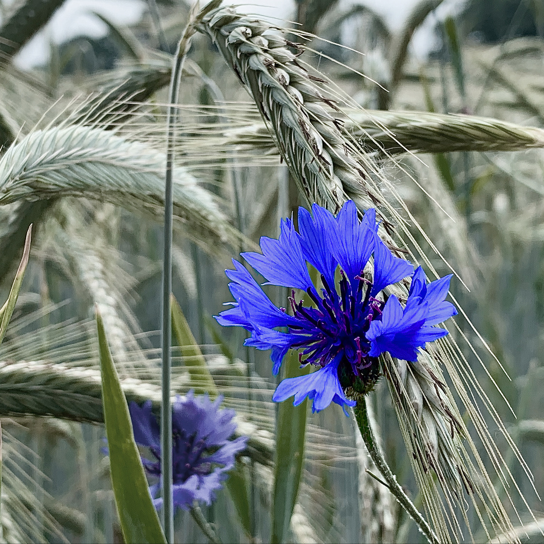 Kornblumenblau