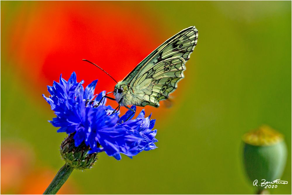 Kornblumenblau