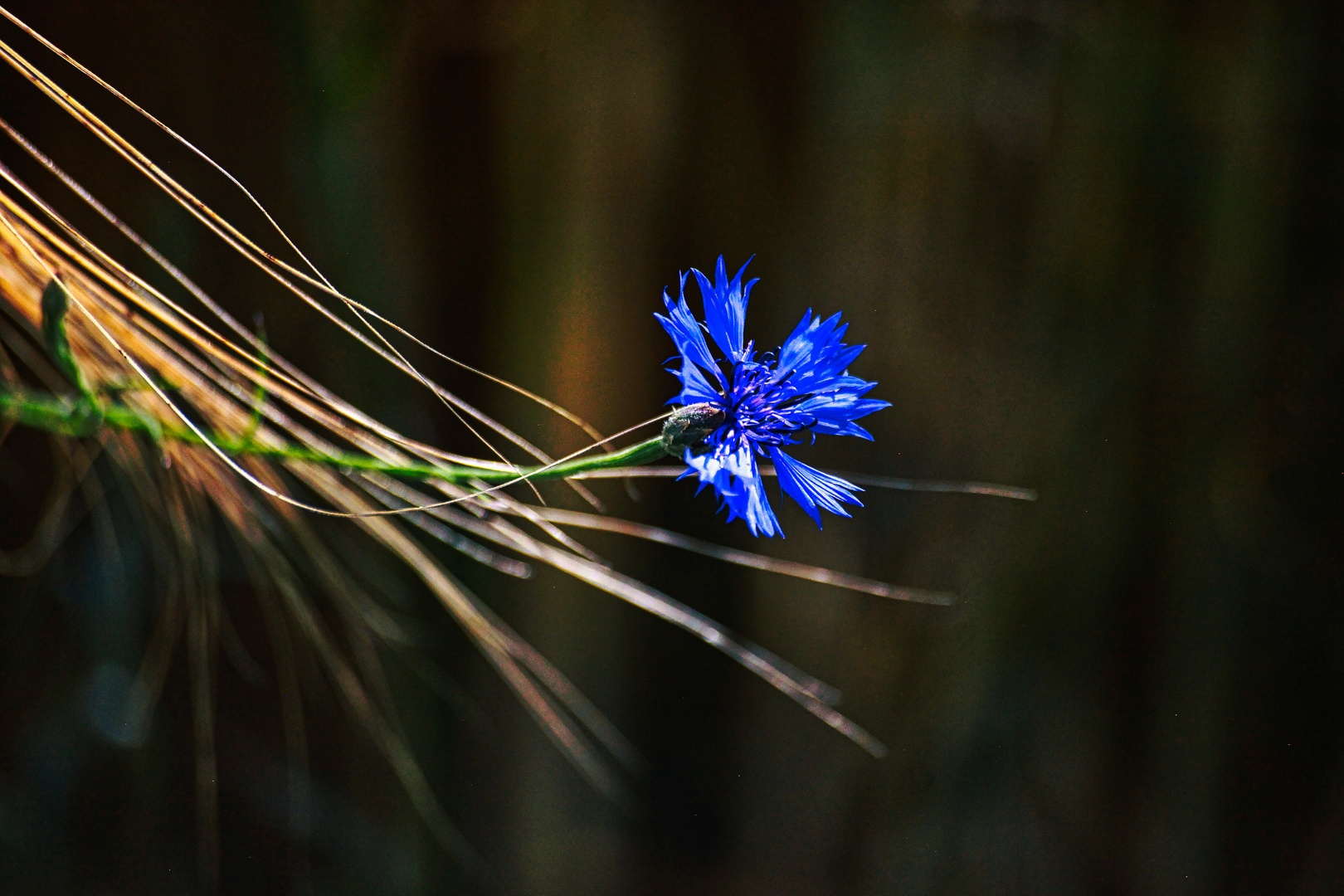 Kornblumenblau