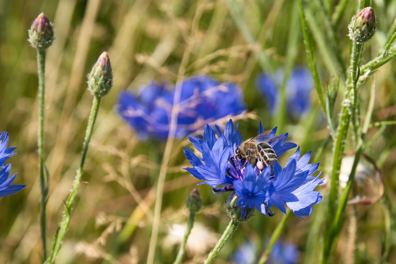 Kornblumenblau