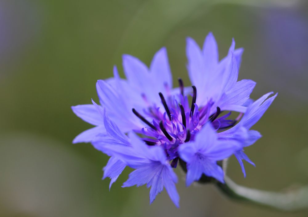 Kornblumenblau