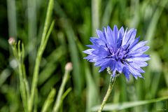 Kornblumenblau 