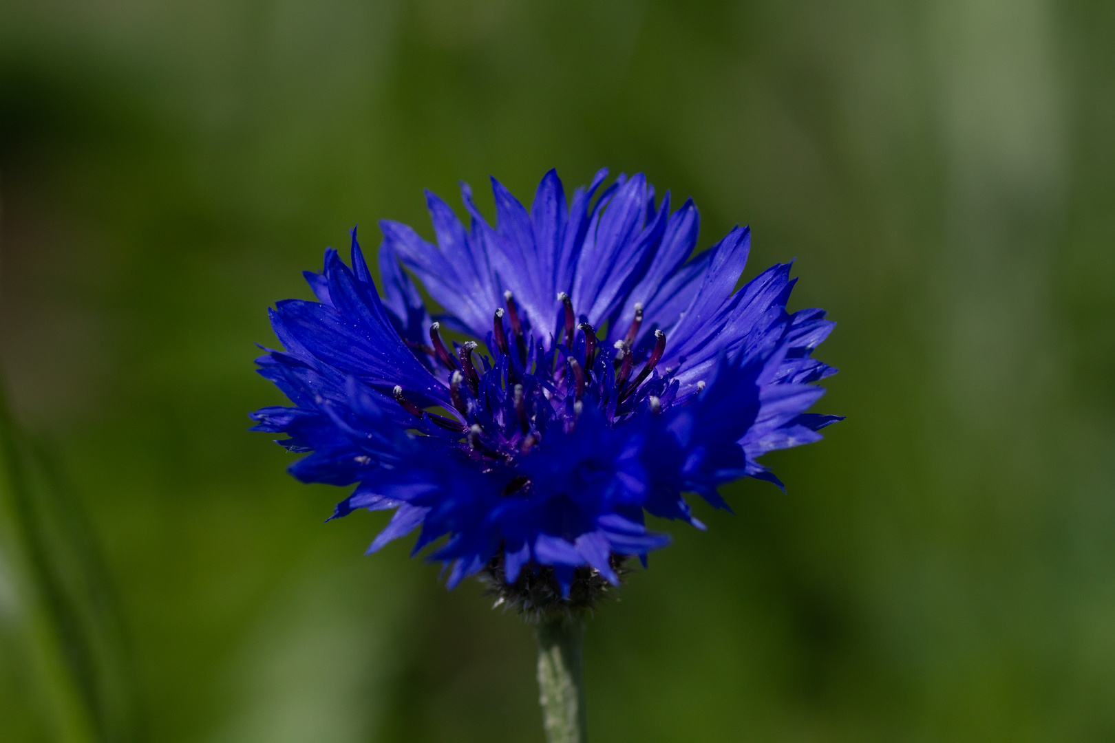 Kornblumenblau