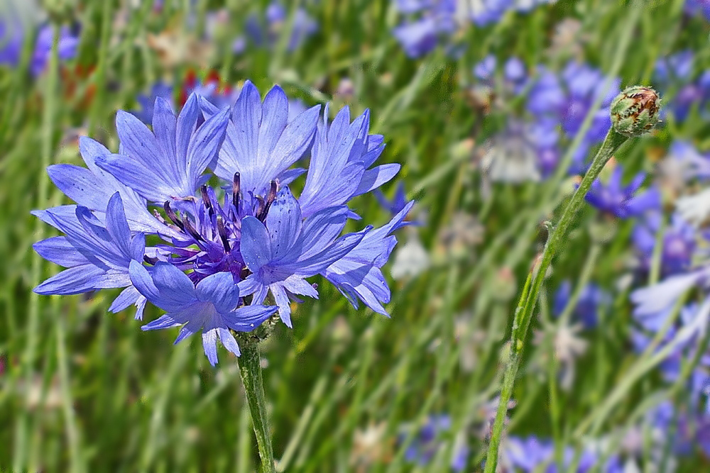 Kornblumenblau