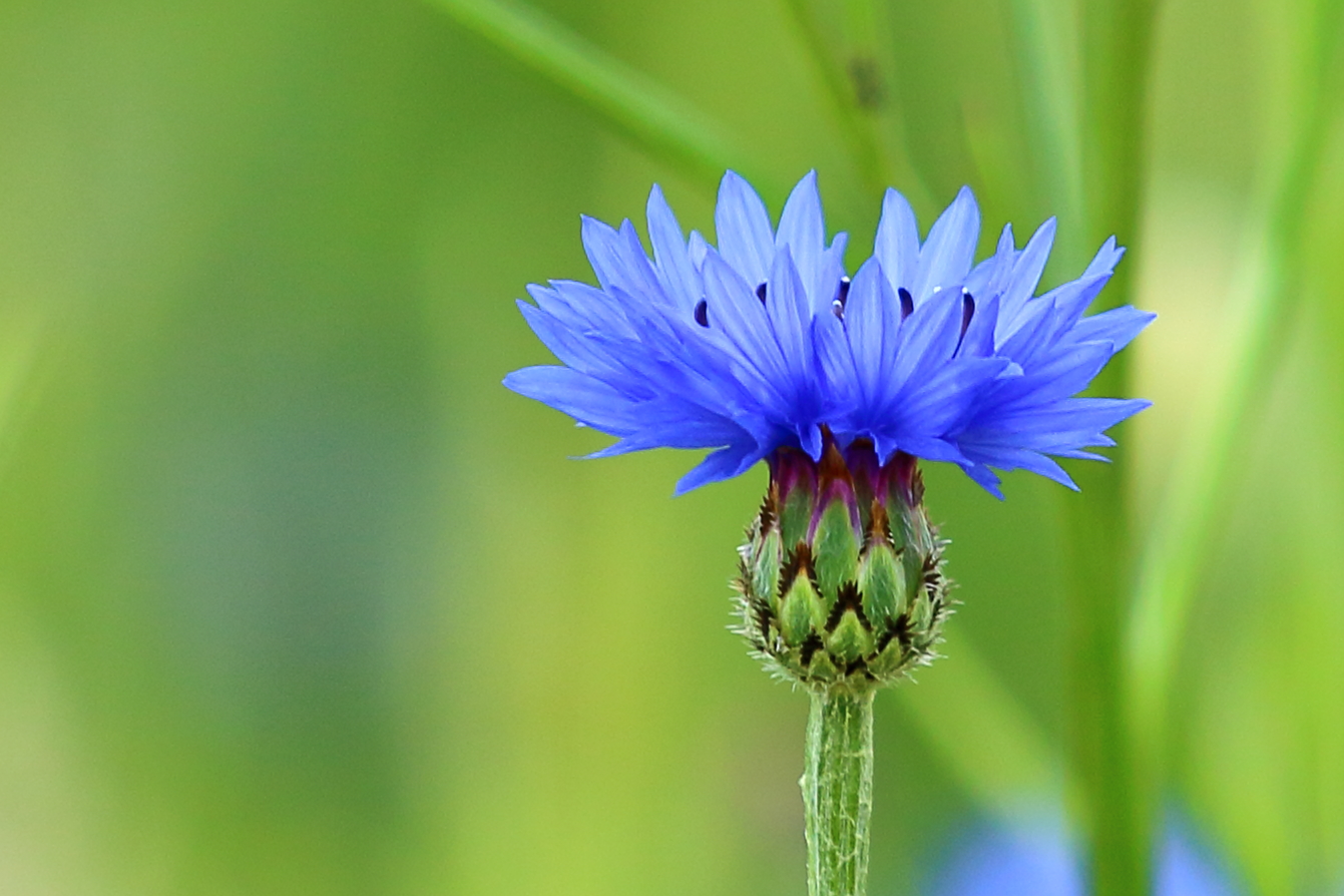 Kornblumenblau