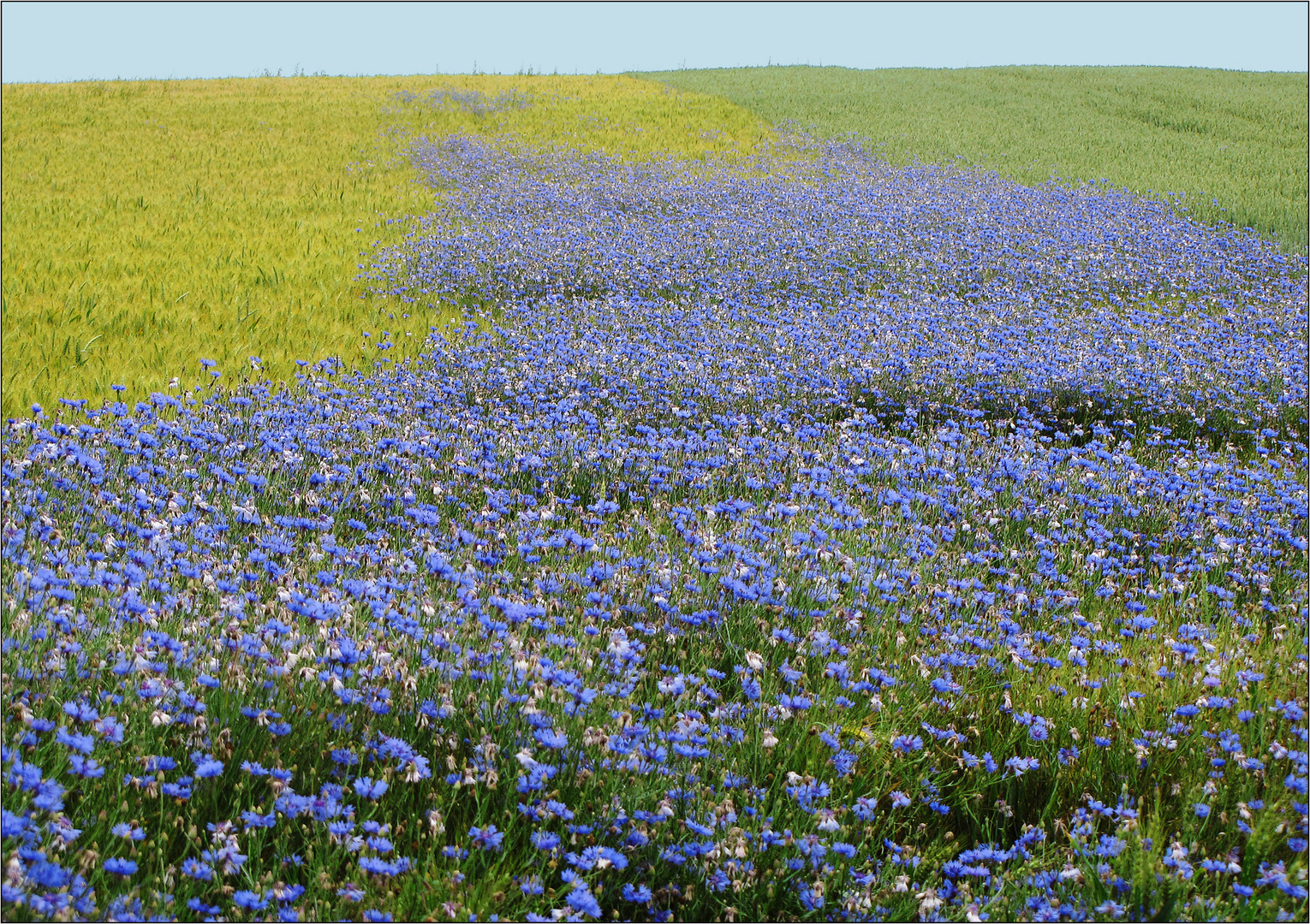 Kornblumenblau ...