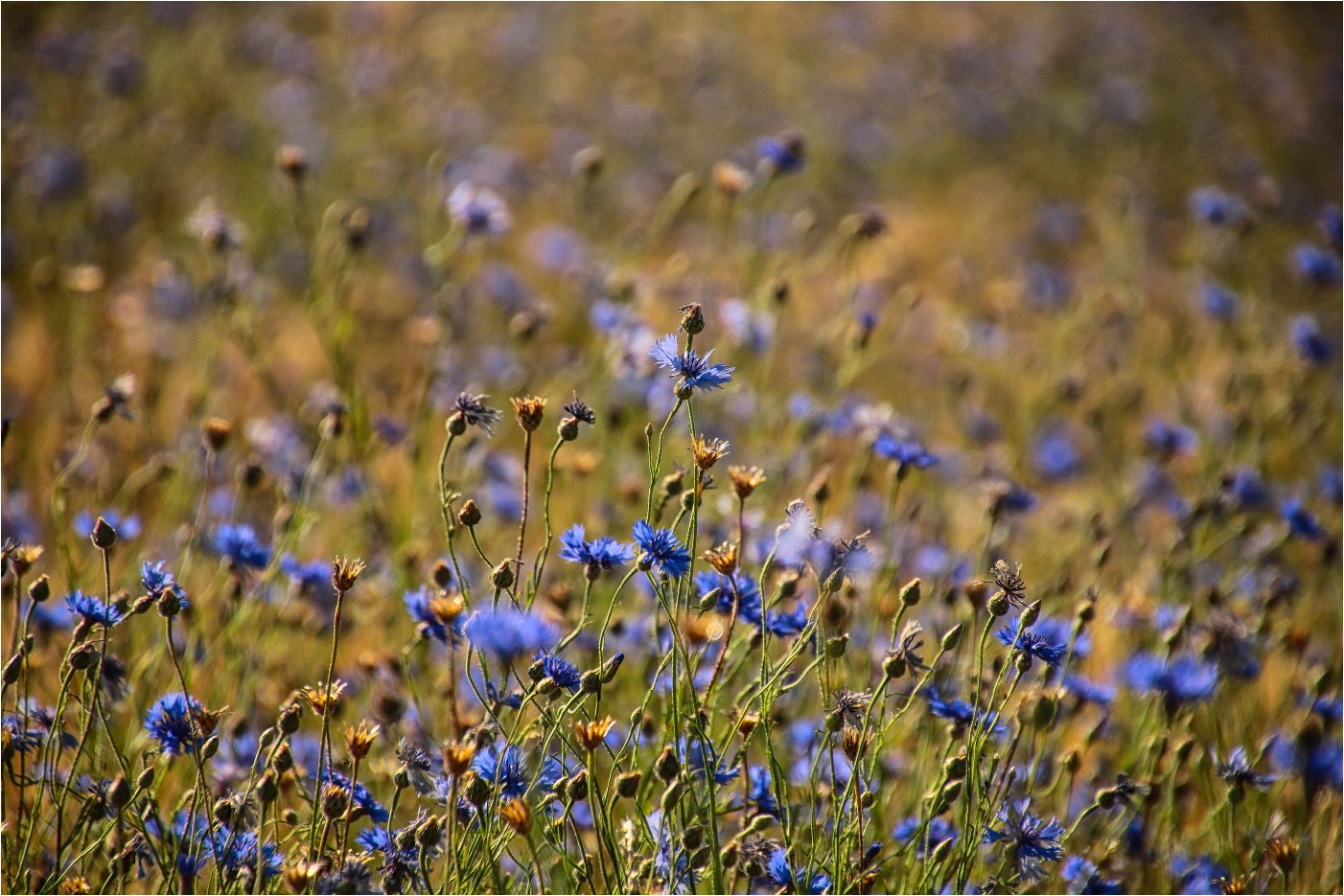 Kornblumenblau (2)