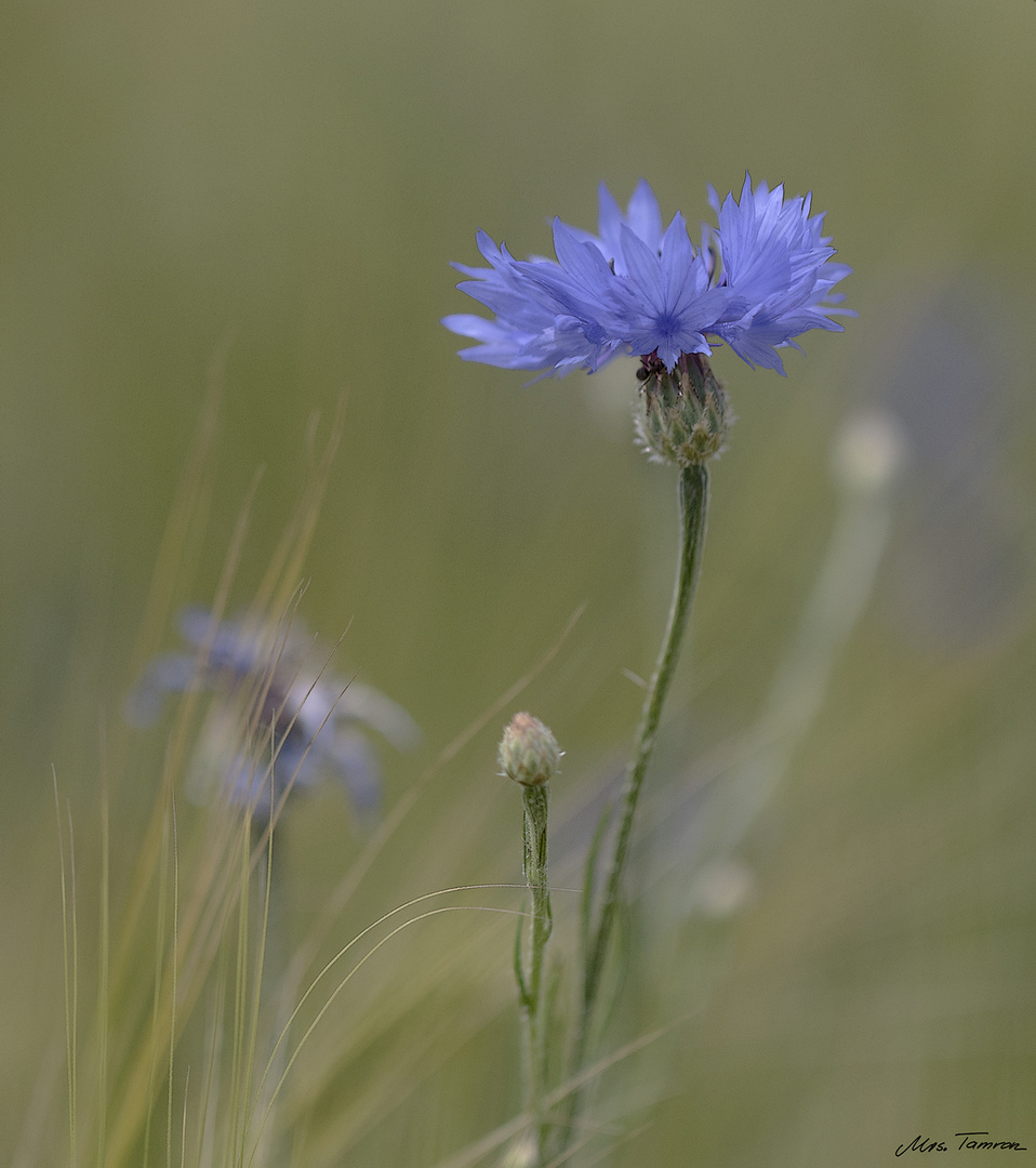 kornblumenblau ...