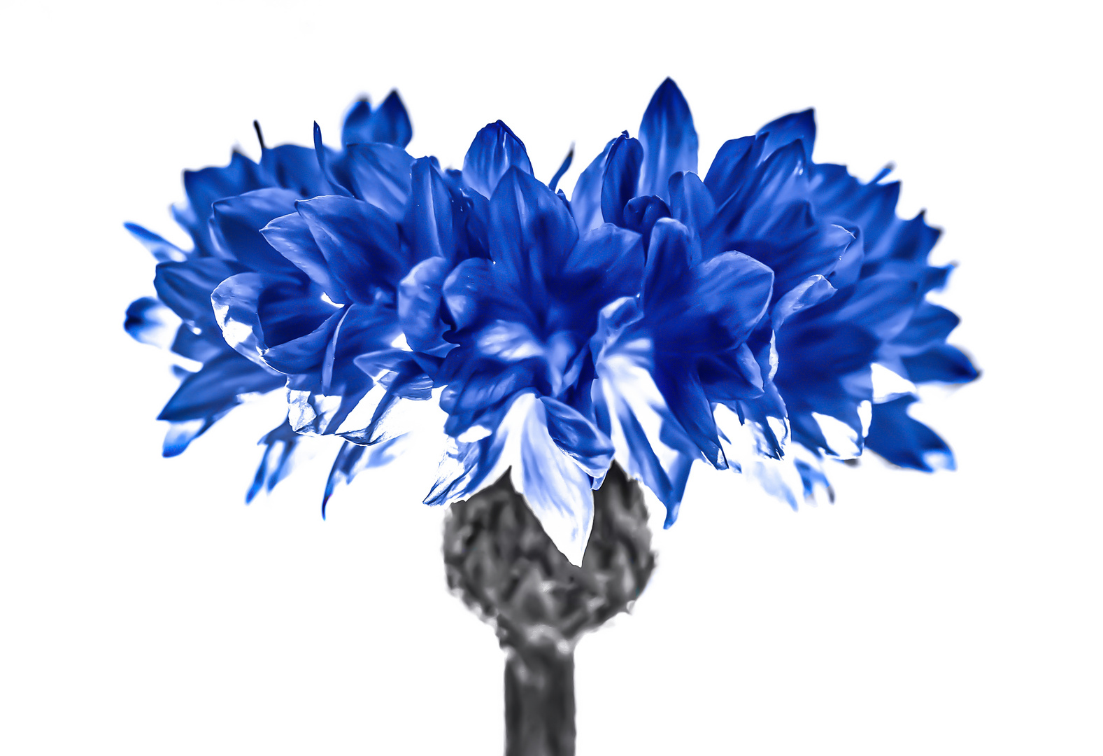 kornblumenblau