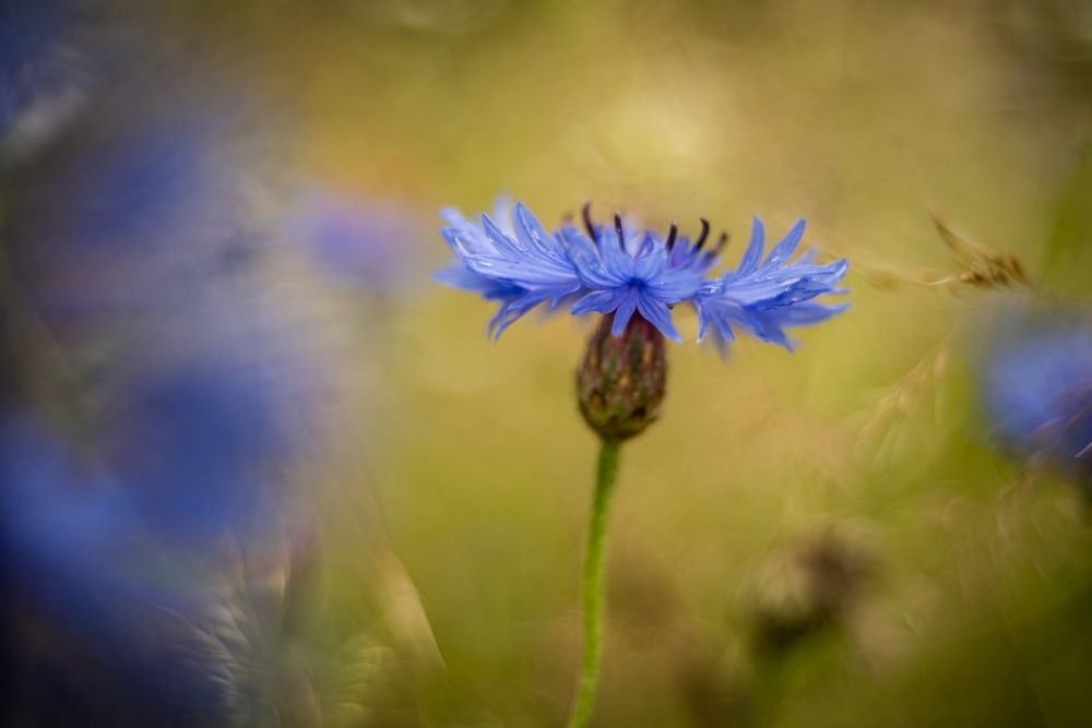 kornblumenblau