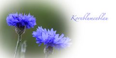 Kornblumenblau