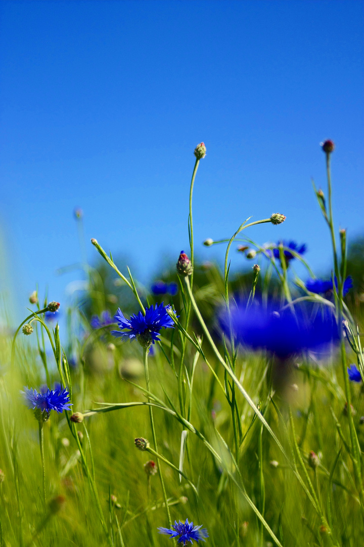 Kornblumenblau !