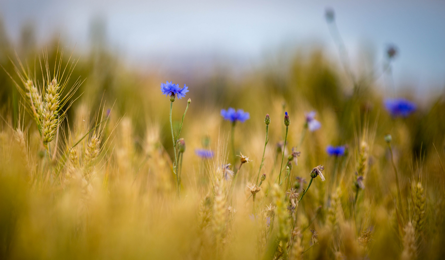 Kornblumenblau.