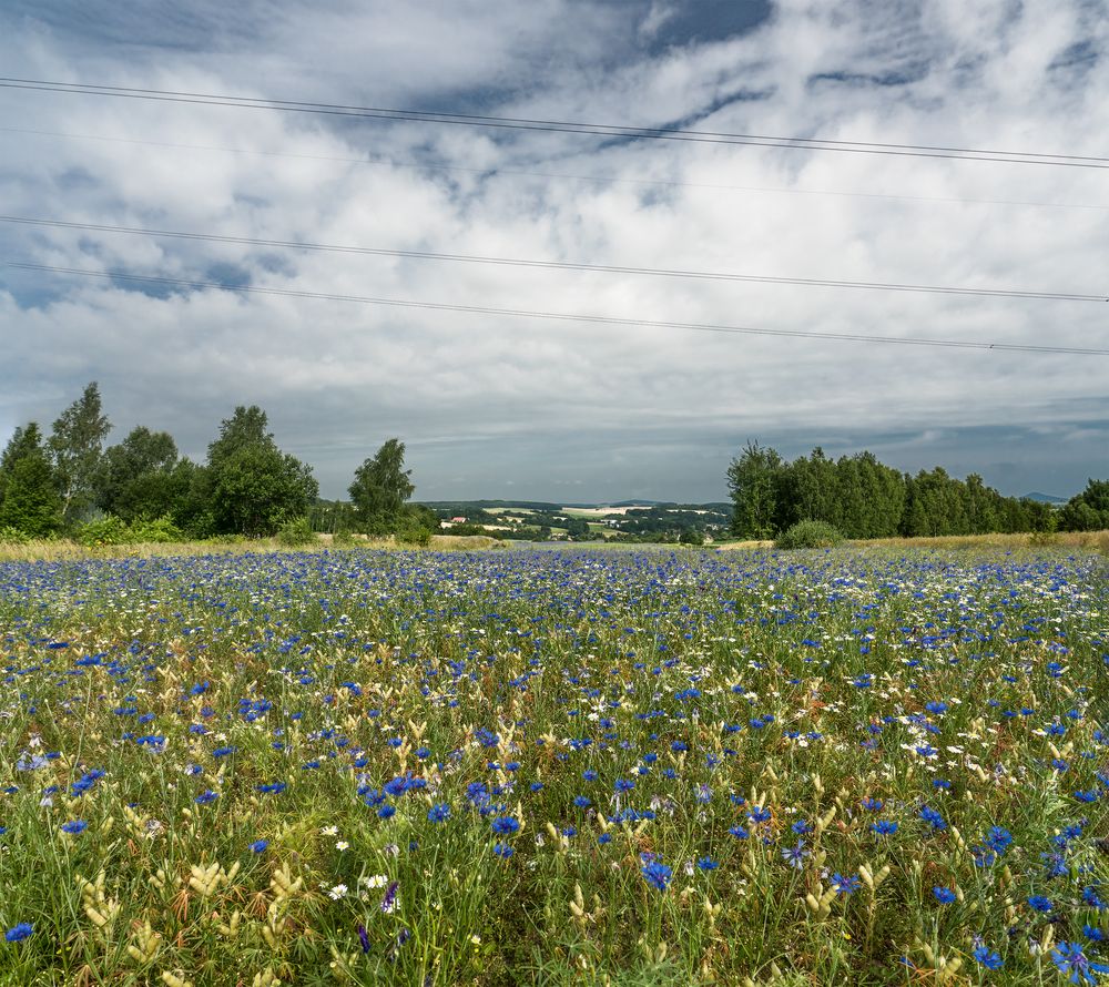 kornblumenblau