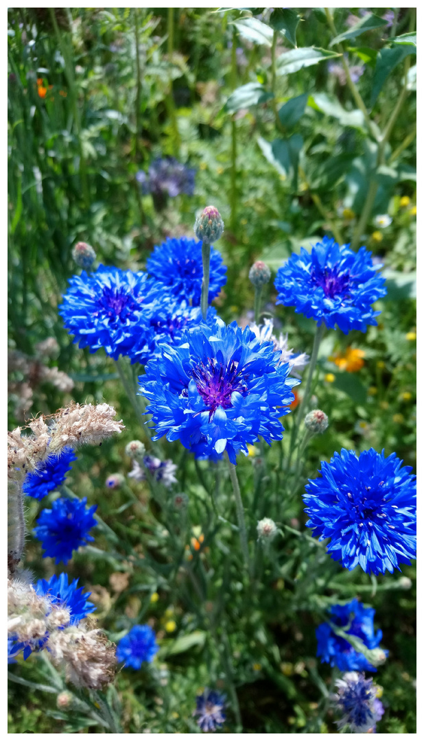 Kornblumenblau