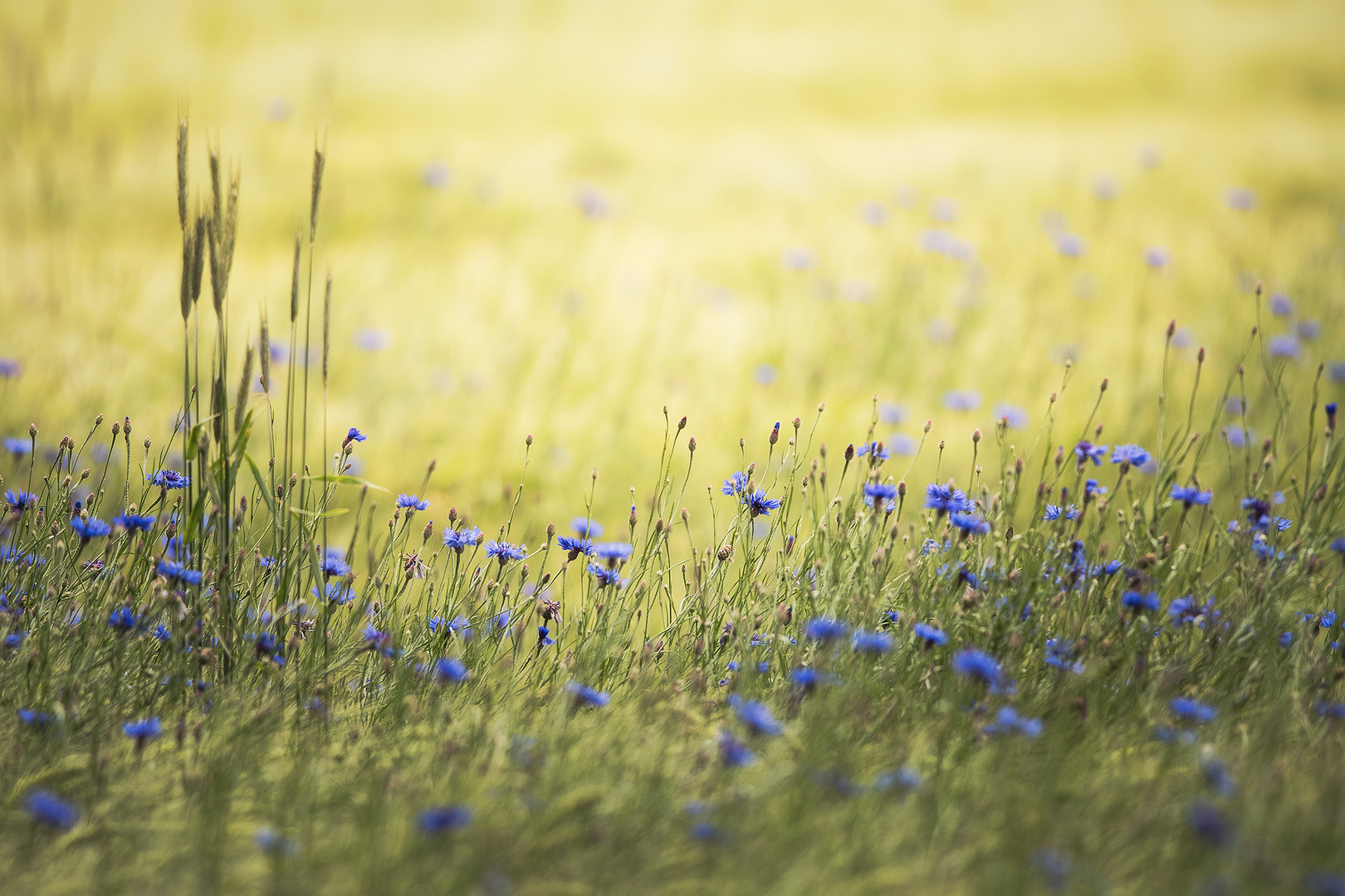 kornblumenblau...