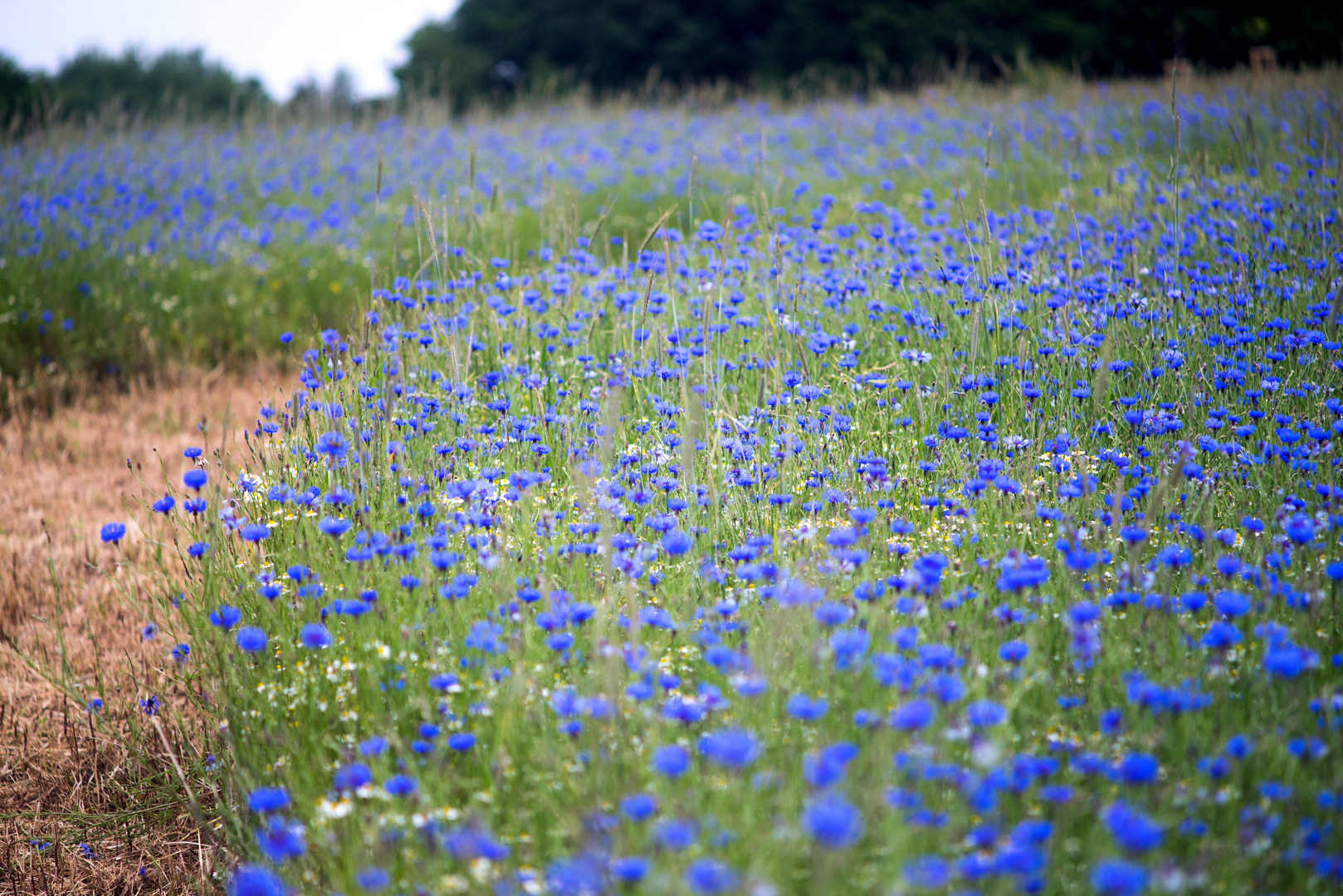 Kornblumenblau