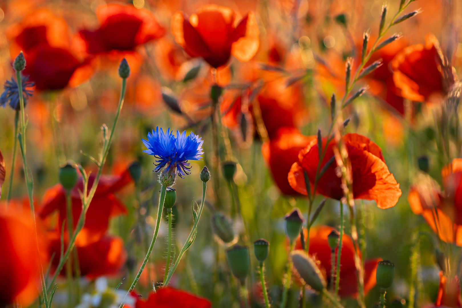 Kornblumenblau