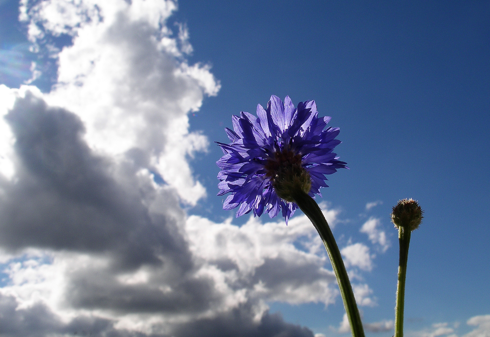 Kornblumenblau