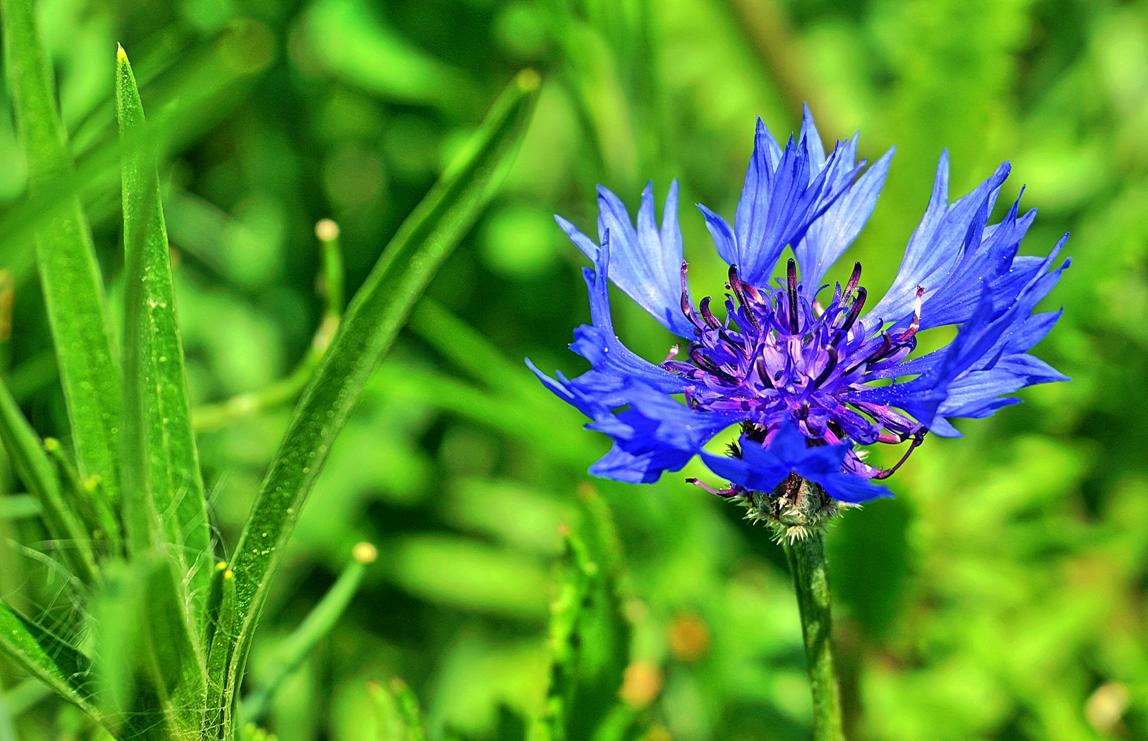 Kornblumenblau