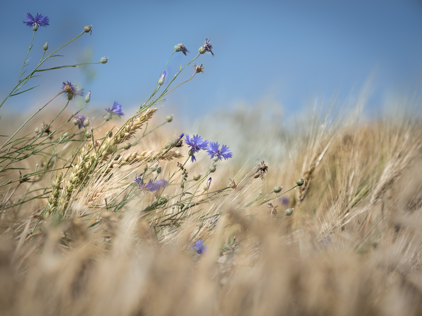 Kornblumenblau