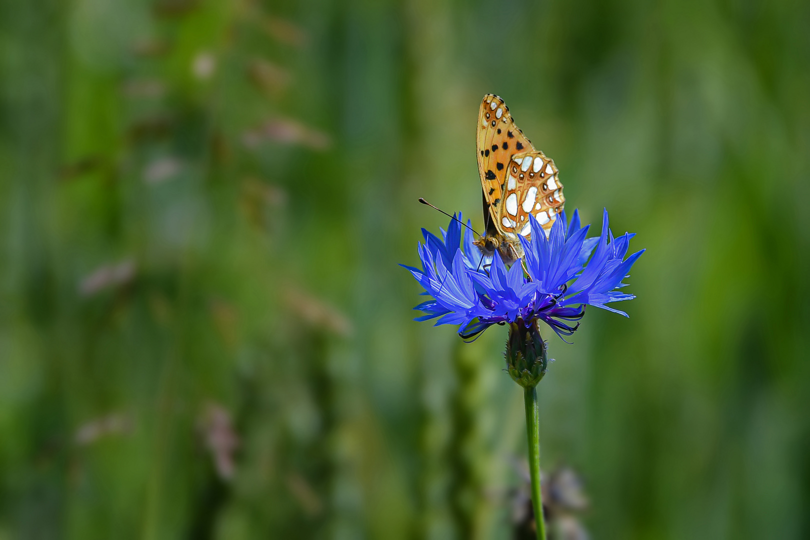 Kornblumenblau