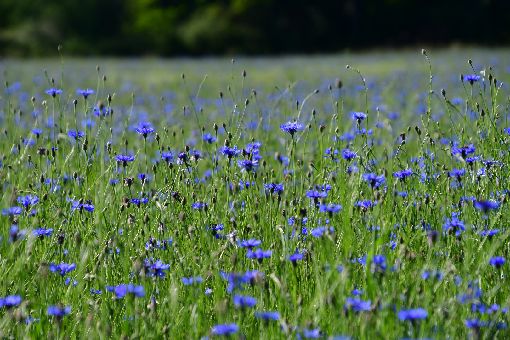 Kornblumenblau