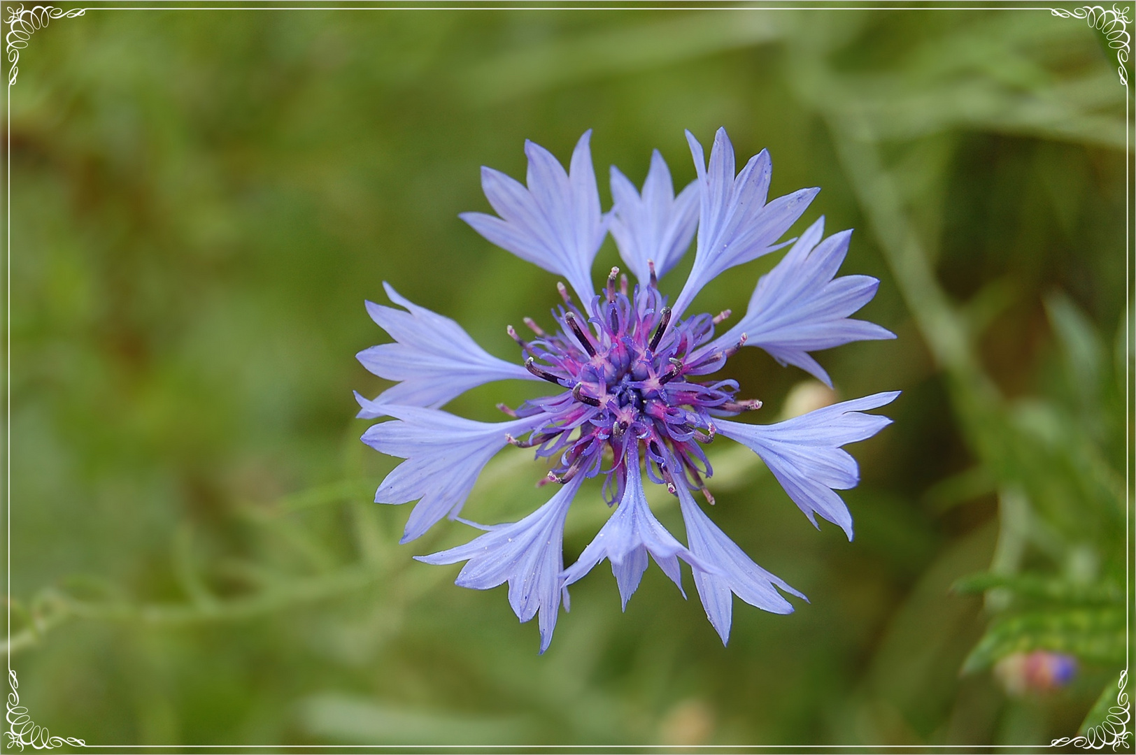 kornblumenblau