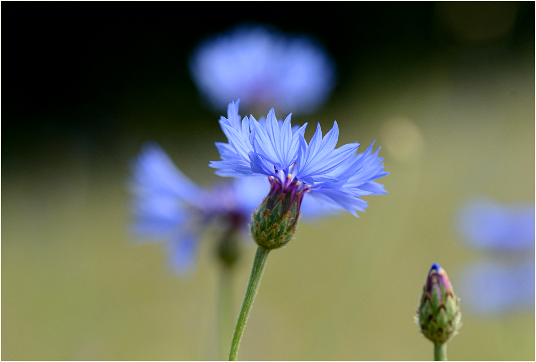 Kornblumenblau