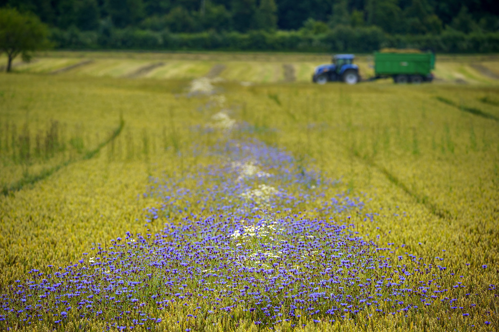 Kornblumenblau