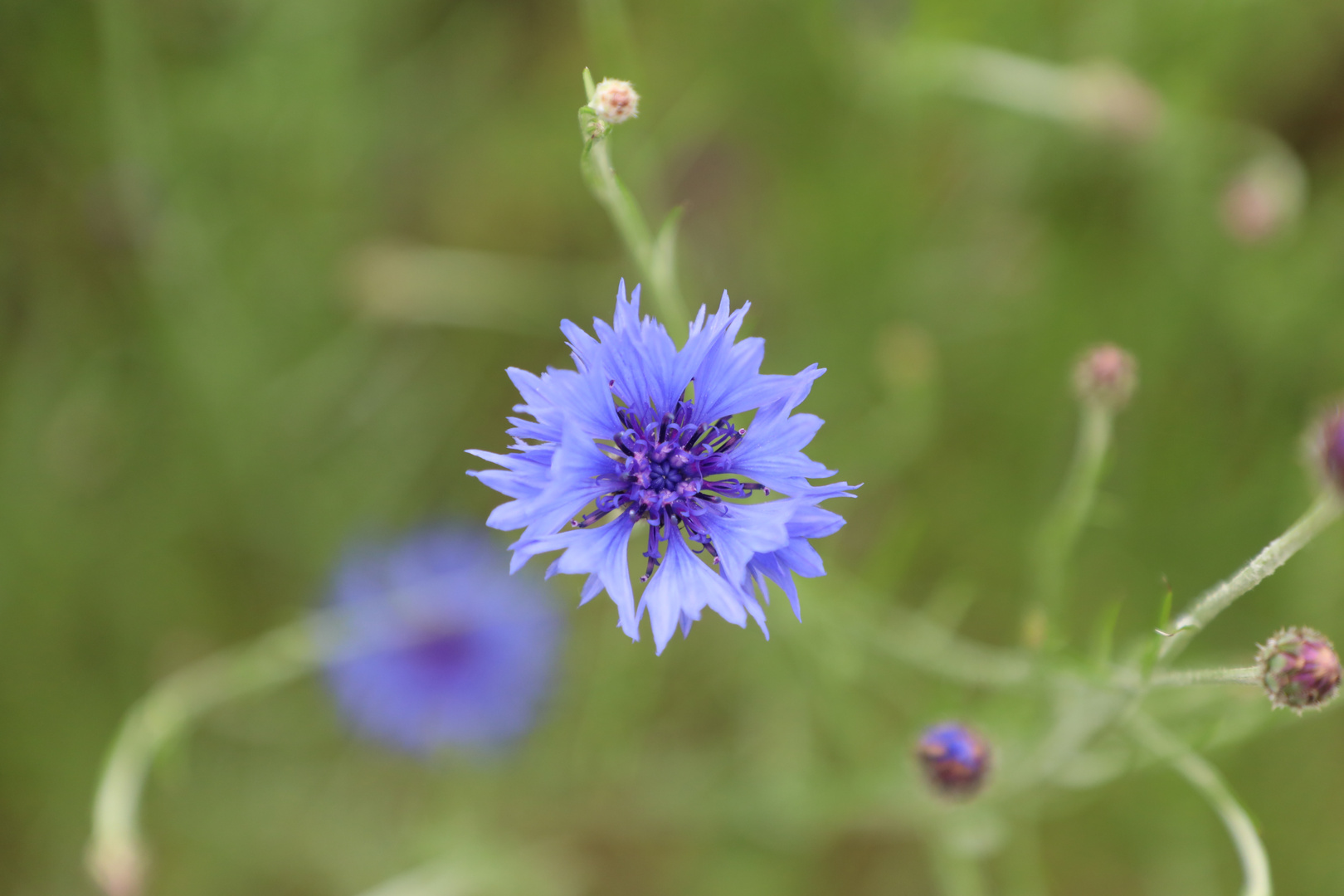 Kornblumenblau