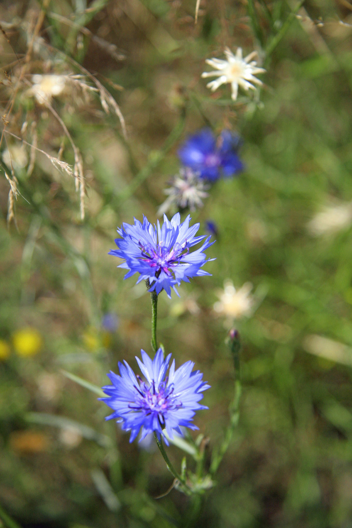 Kornblumenblau