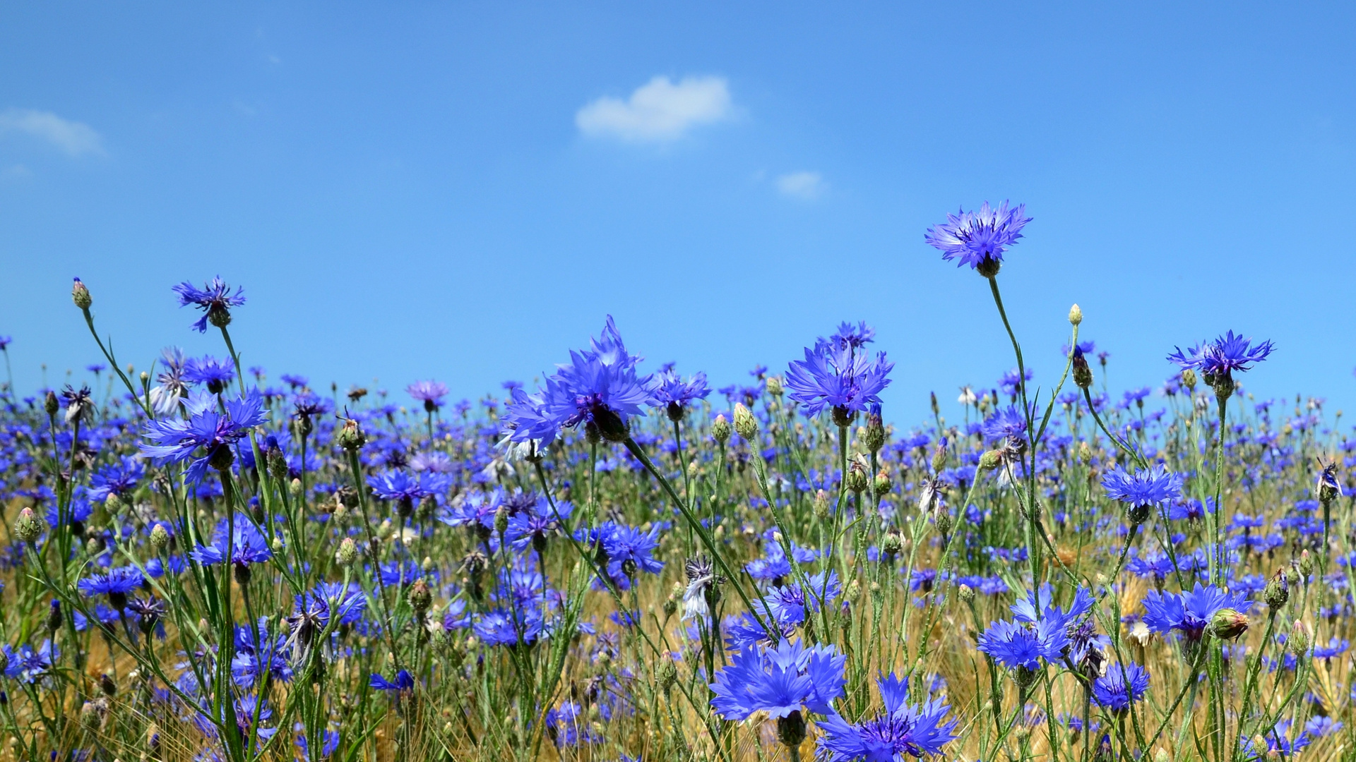 Kornblumen.......blau