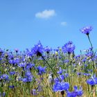 Kornblumen.......blau