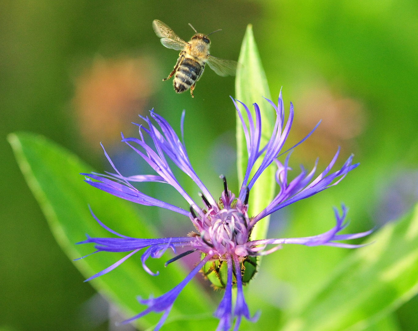 Kornblumenblau