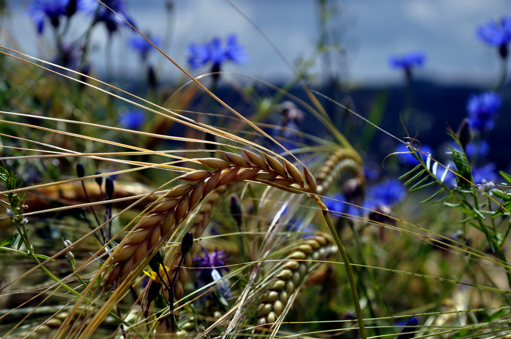 Kornblumenblau