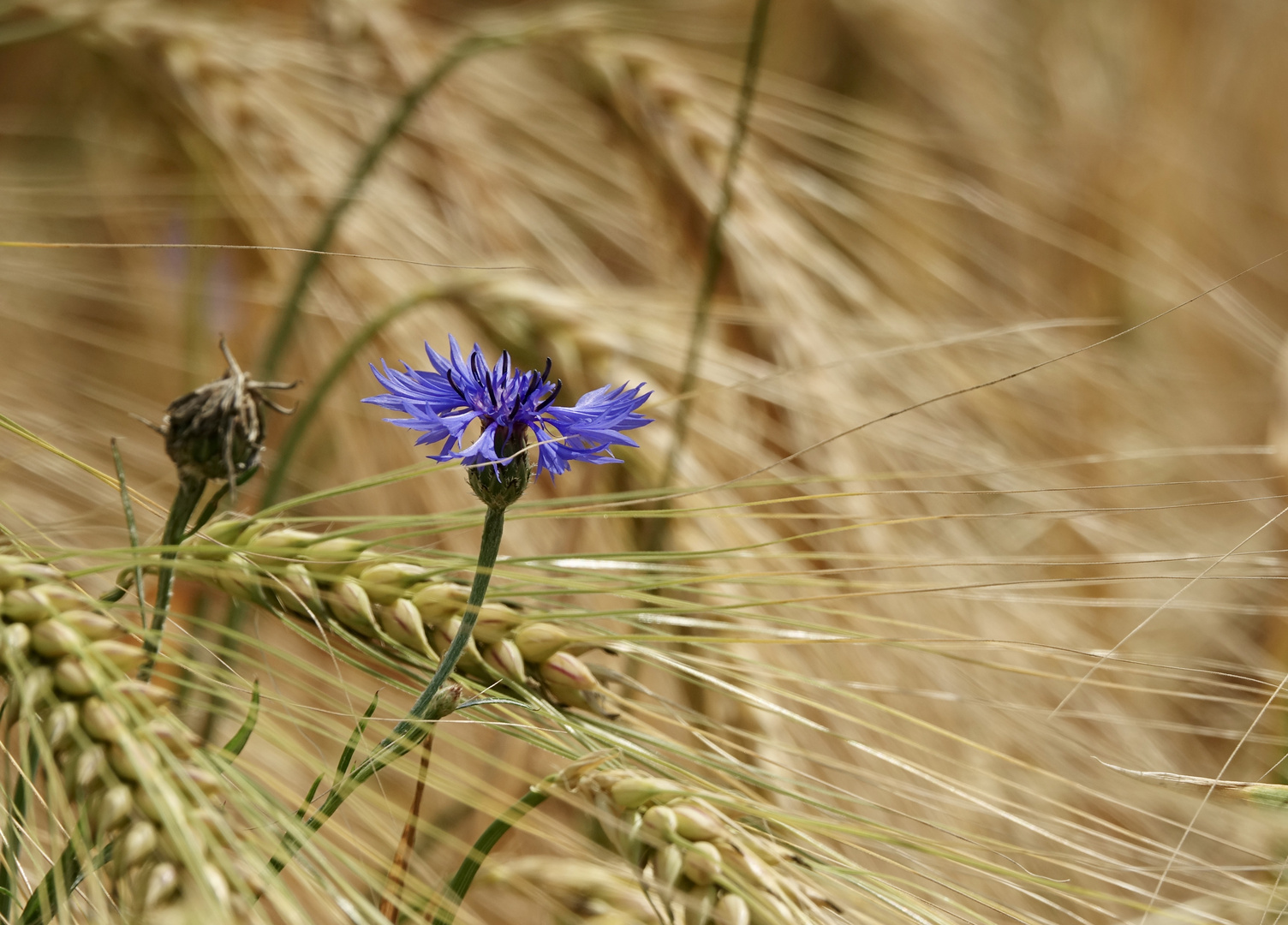 Kornblumenblau 