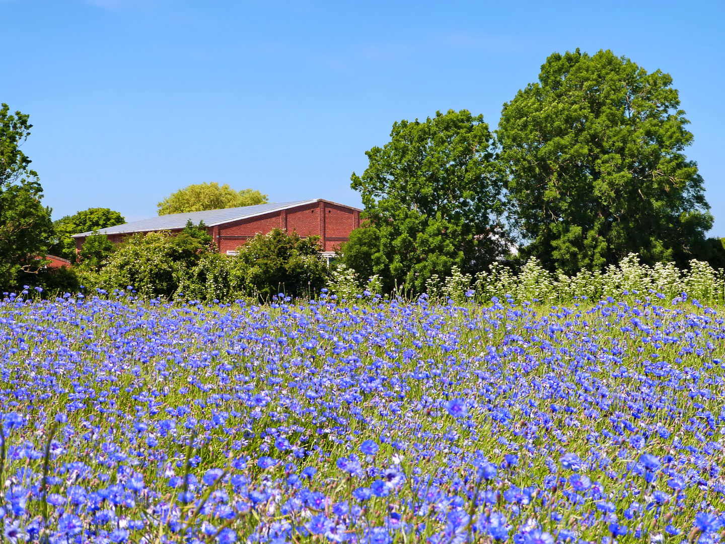 Kornblumenblau