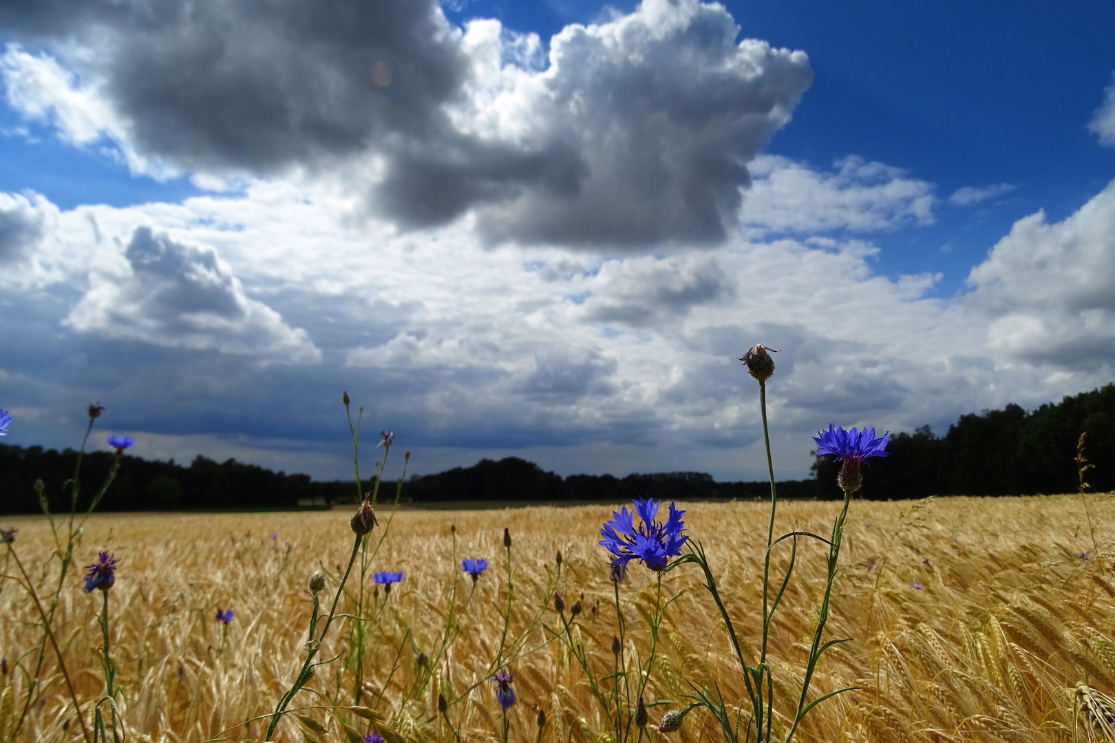 Kornblumenblau