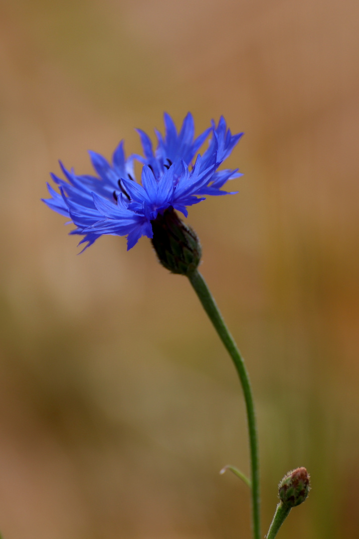 Kornblumenblau