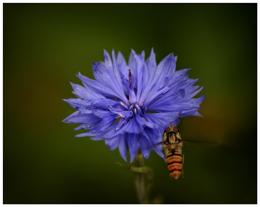 kornblumenblau