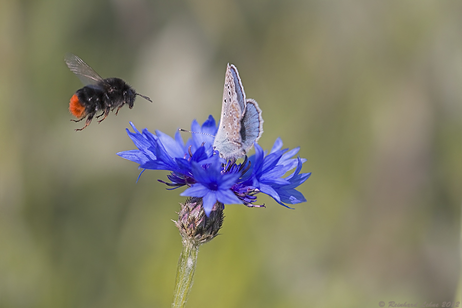 Kornblumenblau....