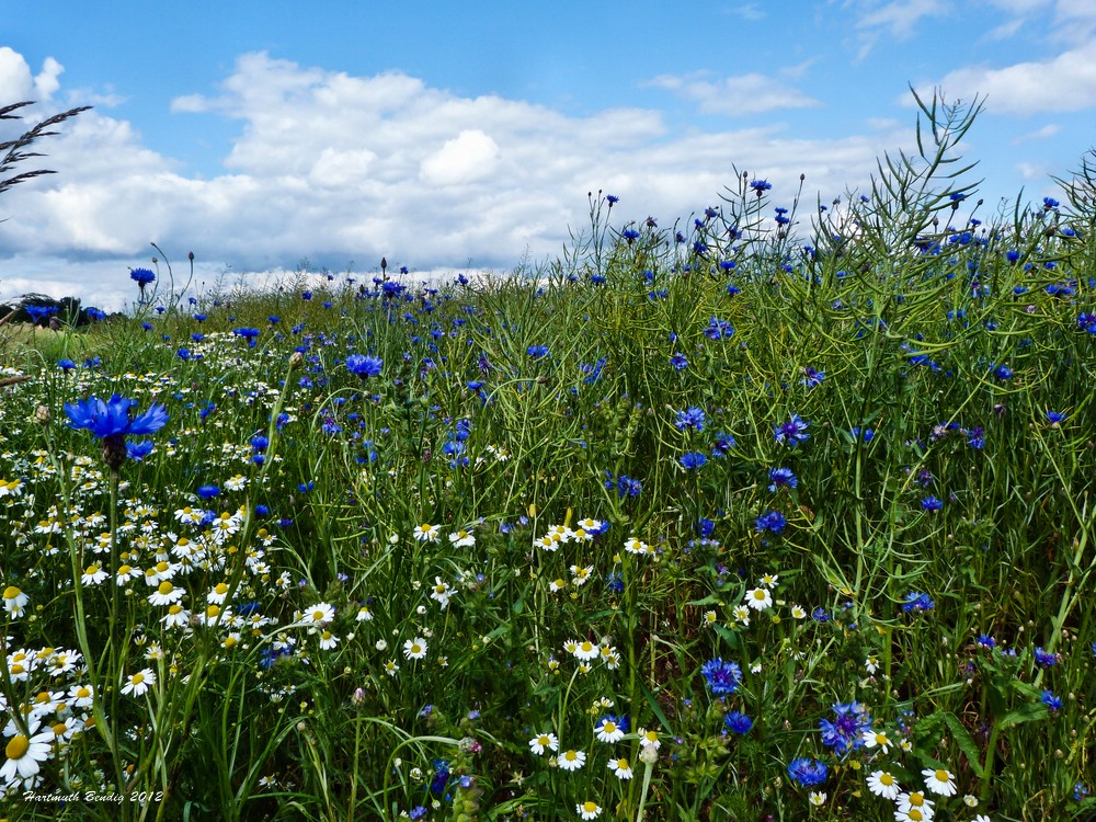 kornblumenblau