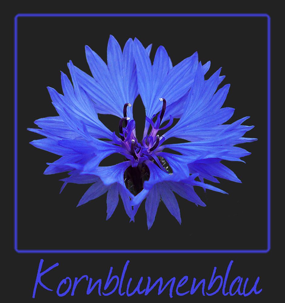 Kornblumenblau