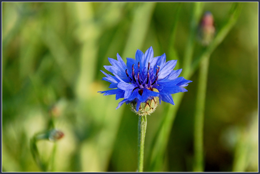 *kornblumenblau*