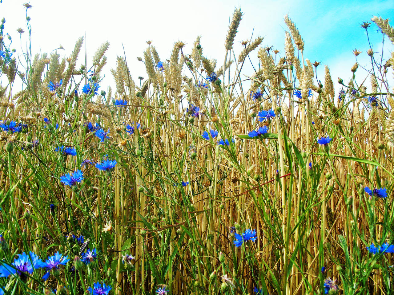 Kornblumenblau