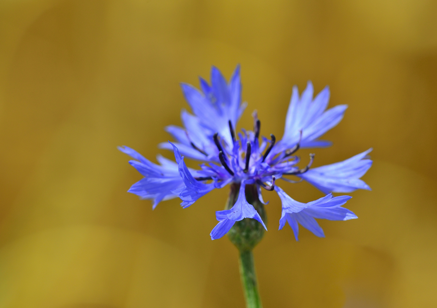 Kornblumenblau