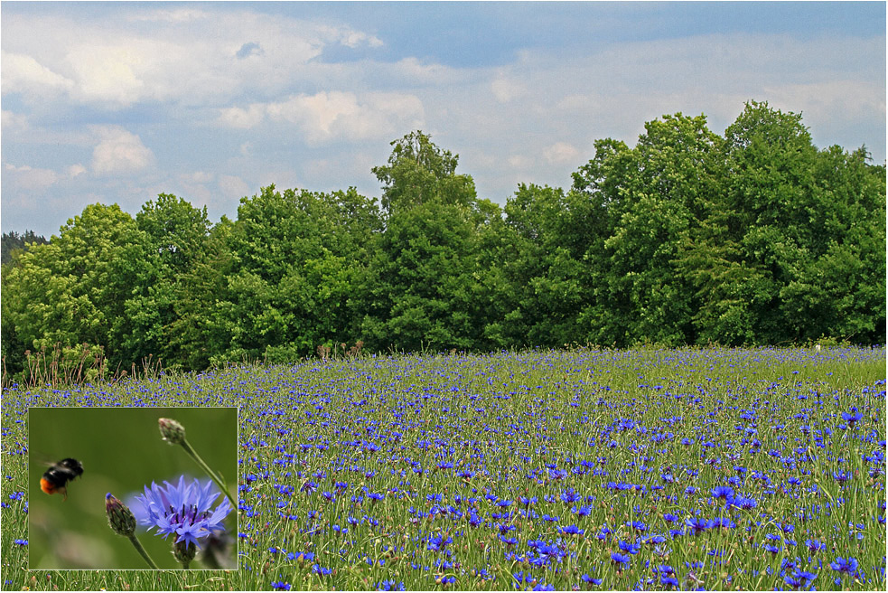 ... kornblumenblau ...