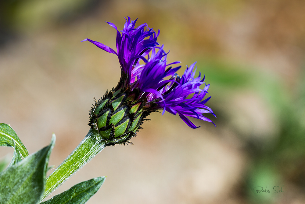 Kornblumenblau...