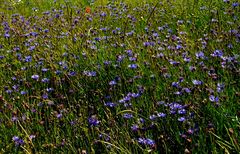 Kornblumenblau .......